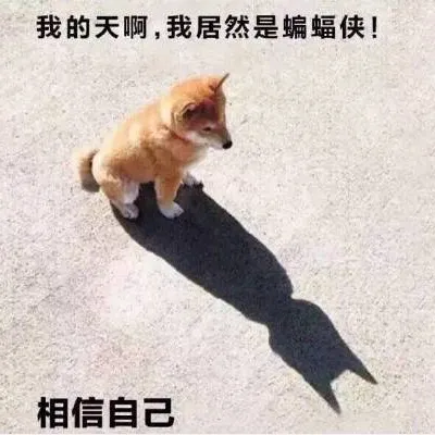 qq头像狗狗呆萌搞笑逗比带字图片第1张