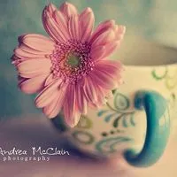 微信头像图片大全花朵唯美图片精选第1张