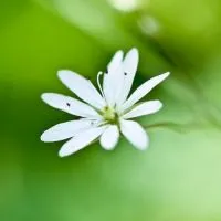 微信头像图片大全清新花卉第1张