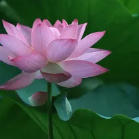 微信头像图片大全风景荷花第1张