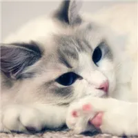 大脸喵微信可爱猫咪头像图片第1张