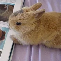 微信萌兔子个性有趣的头像第1张