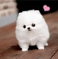 微信小宠可爱萌头像第1张