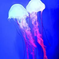 水母微信个性头像图片大全第1张