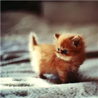 微信头像图片动物大全最新版第1张