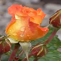 真实好看的花束微信头像大全第1张