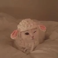 超萌的猫咪可爱微信头像大全第1张