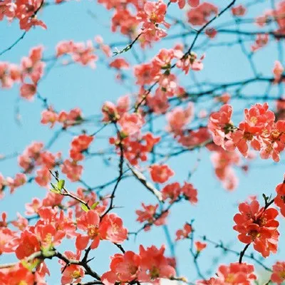 微信头像真实花草风景图片唯美大全第1张