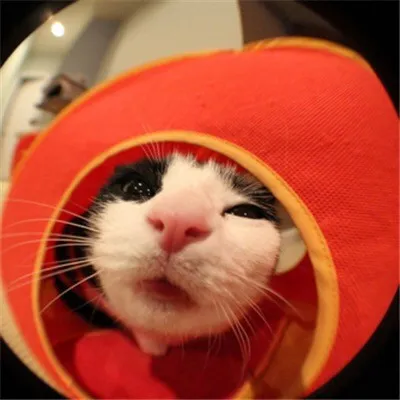 可爱的萌宠微信头像第1张