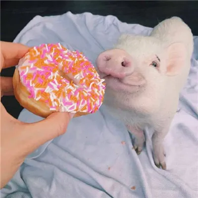 猪的微信头像图片大全可爱超萌第1张