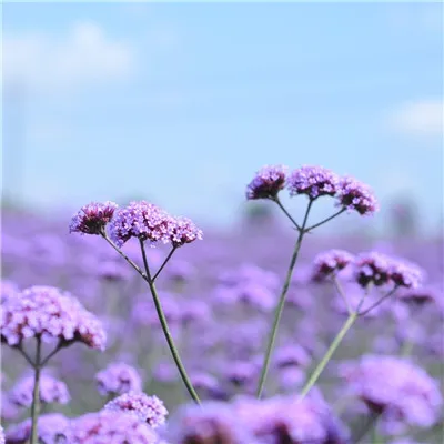 微信头像花朵图片真实唯美第1张