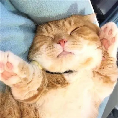 好看的微信头像猫咪萌图片第1张