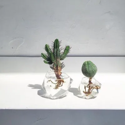 微信头像多肉植物图片高清最新第1张