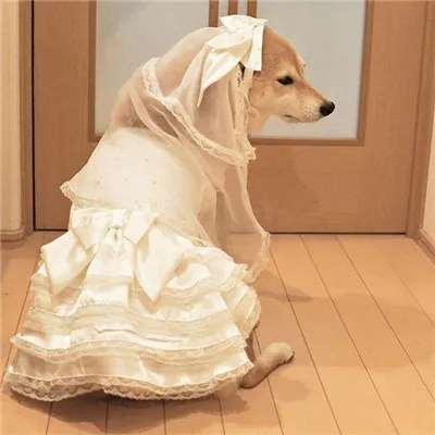 柴犬微信头像高清猥琐搞笑第1张