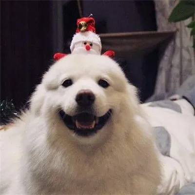 圣诞节微信头像圣诞帽萌宠版第1张