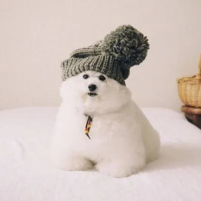 最新微信高清可爱动物头像第1张