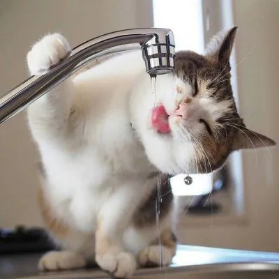 高清可爱萌宠小动物头像微信最新第1张