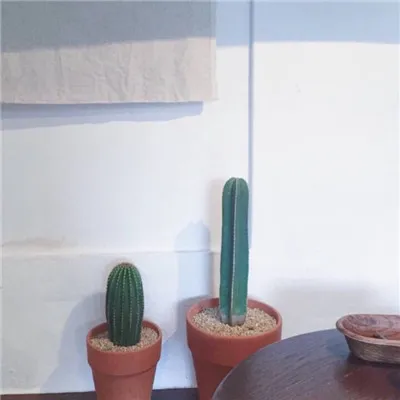 有关仙人掌微信头像图片小清新第1张