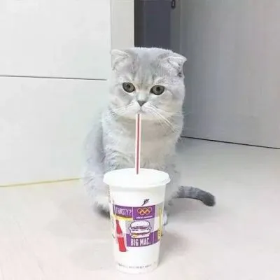 搞笑好玩的萌宠动物头像微信第1张