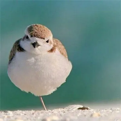 最新高清微信动物头像第1张