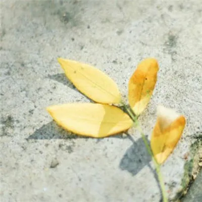 微信风景头像唯美大全第1张