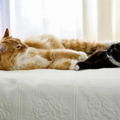 高清微信萌宠头像可爱小猫咪第1张