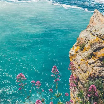 最新微信头像风景或花草第1张