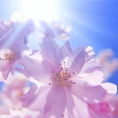 超高清微信风景头像唯美好看花朵第1张