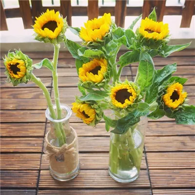 太阳花清新自然唯美头像第1张