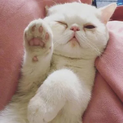 微信萌宠可爱小猫咪头像精选第1张