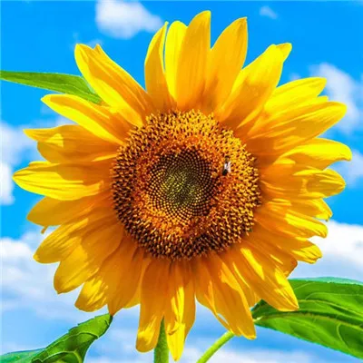 微信头像唯美清新图片意境第1张