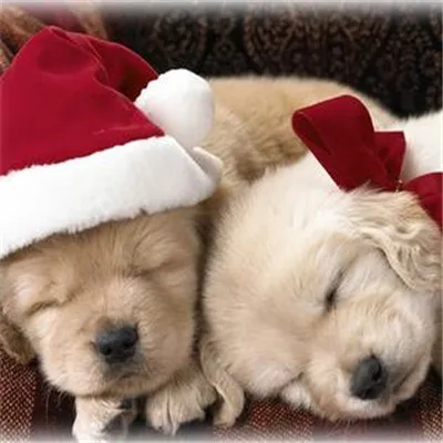 年狗年专属微信吉利头像第1张