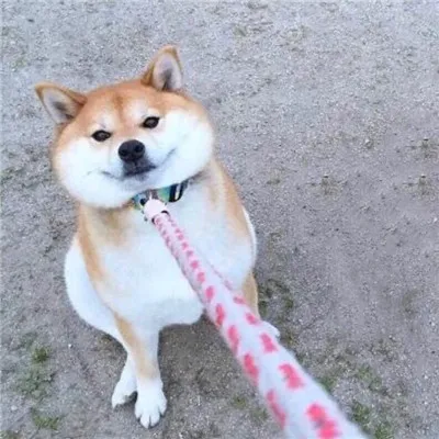 狗年微信最吉利的好看头像第1张