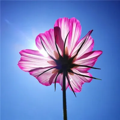 专属微信最吉利的好看头像第1张