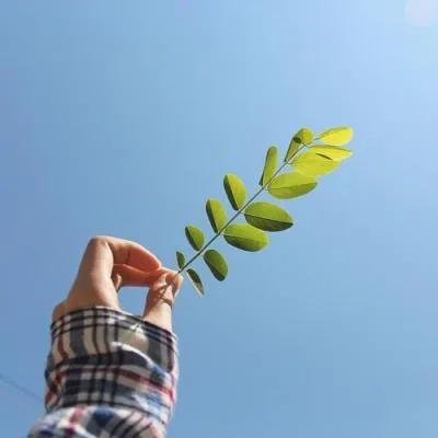 带来好运的微信头像风景第1张