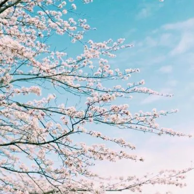 唯美好看的樱花微信风景头像高清第1张