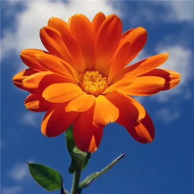 微信最吉利的好看头像旺运第1张