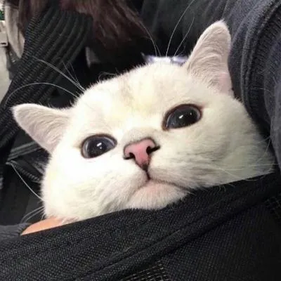 高冷动物微信头像高清可爱小猫咪第1张