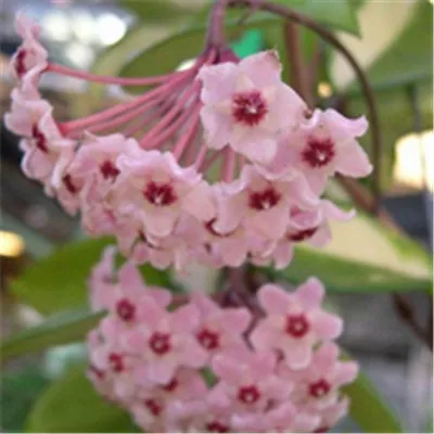 微信最吉利的好看头像兰花第1张