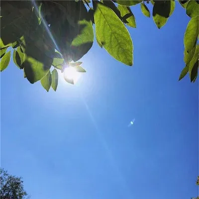 微信最吉利的好看头像唯美绿植第1张