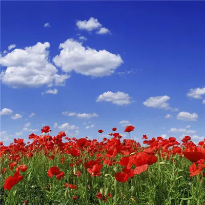 最美花草图片头像微信头像第1张