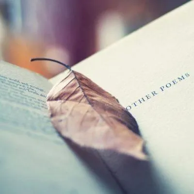 唯美有意境带字的静物微信头像第1张