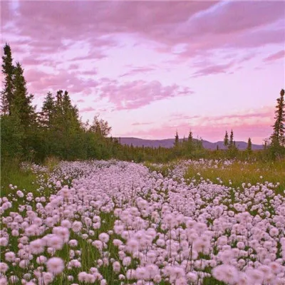 微信朋友圈背景图唯美有意境头像第1张