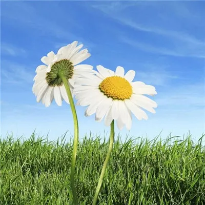 微信最吉利的好看头像花开图片第1张