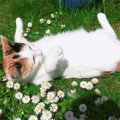 能带来好运的微信头像图片意境第1张