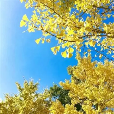 年吉利微信头像图片大全第1张