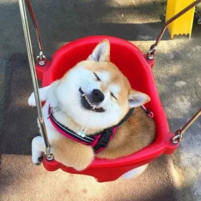 最新动物微信头像经典可爱萌汪星人第1张