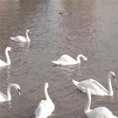 能带来好运的微信头像个性大全第1张