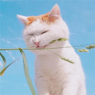 能带来好运的微信头像小清新第1张