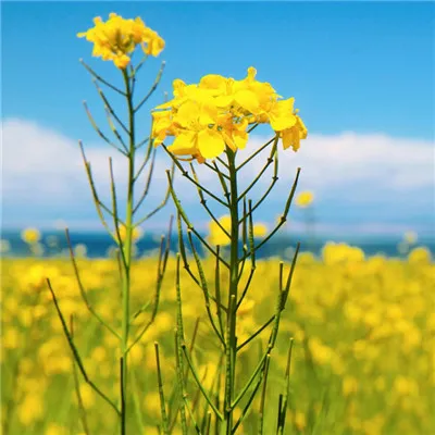 微信最吉利的好看头像风景图片第1张